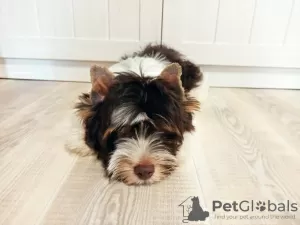 Additional photos: Biro Yorkshire Terrier 4.5 months