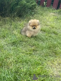 Photo №4. I will sell pomeranian in the city of Baranovichi.  - price - 710$