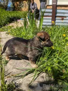 Additional photos: Gorgeous Pekingese puppies