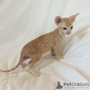 Photo №3. Peterbald cattery! There are kittens! Ask!. Russian Federation