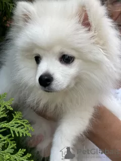 Photo №2 to announcement № 79276 for the sale of pomeranian - buy in Bulgaria private announcement