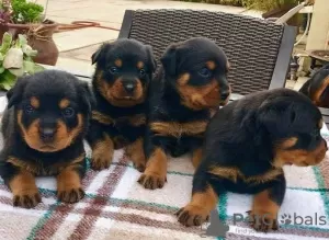 Photo №1. rottweiler - for sale in the city of Berlin | Is free | Announcement № 126255