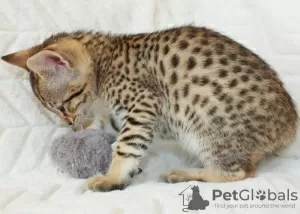 Additional photos: savannah kittens F5 LOOF