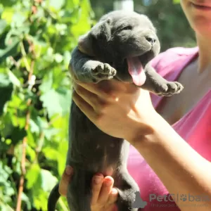 Additional photos: Cane Corso puppies