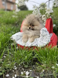 Additional photos: Pomeranian puppies of the highest pedigree