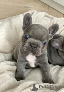 Additional photos: French Bulldog puppies