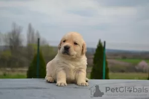 Additional photos: Labrador retrievers