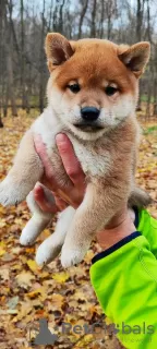 Photo №1. shiba inu - for sale in the city of Москва | negotiated | Announcement № 123322