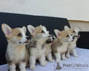 Photo №3. Welsh Corgi Pembroke puppies. Serbia