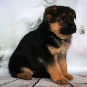 Additional photos: German Shepherd Puppy