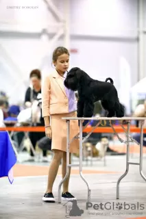 Additional photos: Miniature schnauzer black puppies