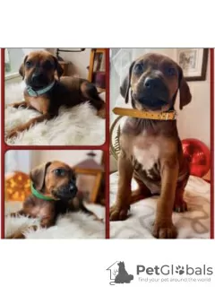 Photo №2 to announcement № 30906 for the sale of rhodesian ridgeback - buy in Switzerland private announcement