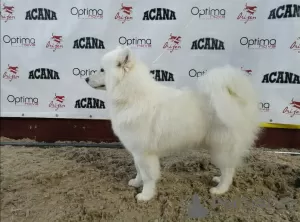 Photo №3. Sale of purebred Samoyed puppies. Belarus