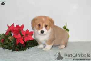 Photo №3. Beautiful Corgi Puppies 1(281)698-7719. United States