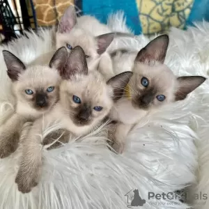 Photo №2 to announcement № 83085 for the sale of siamese cat - buy in Germany private announcement, breeder