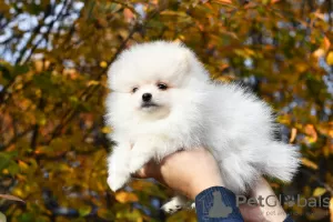 Photo №4. I will sell pomeranian in the city of Chelyabinsk. breeder - price - 540$