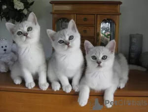 Photo №1. burmilla shorthair - for sale in the city of Al Khiran | negotiated | Announcement № 10297