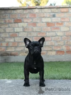 Photo №4. I will sell french bulldog in the city of Kikinda.  - price - negotiated