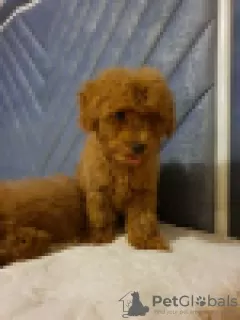 Photo №2 to announcement № 120627 for the sale of poodle (toy) - buy in Finland private announcement, breeder