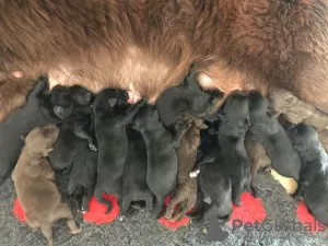 Photo №2 to announcement № 8277 for the sale of newfoundland dog - buy in Poland 