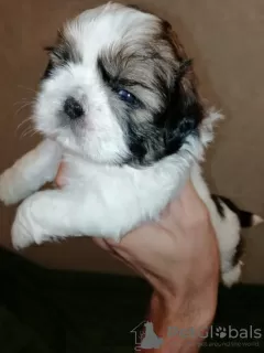 Photo №2 to announcement № 113606 for the sale of lhasa apso, shih tzu - buy in Latvia private announcement, from nursery, breeder