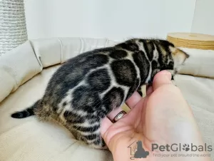 Additional photos: Bengal kittens