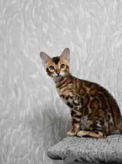 Photo №3. The best bengal kittens. Belarus