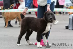 Photo №3. Puppies SAO (Central Asian Shepherd Dog). Lithuania