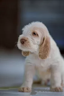 Additional photos: Spinone Italiano puppy