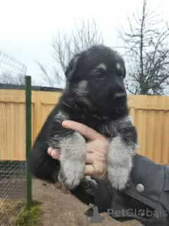 Additional photos: East European Shepherd puppies