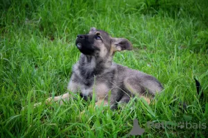 Photo №3. Charming puppies Mark and Mira are urgently looking for a home. Belarus