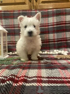 Photo №3. West Highland terrier puppies for sale. Germany