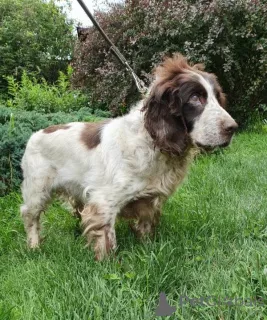 Photo №2 to announcement № 7216 for the sale of russian spaniel - buy in Russian Federation from the shelter