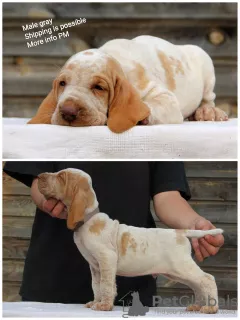 Photo №4. I will sell bracco italiano in the city of Yekaterinburg. breeder - price - negotiated