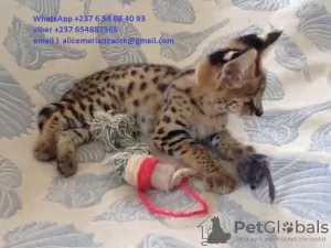 Photo №2 to announcement № 83598 for the sale of savannah cat - buy in Oman private announcement