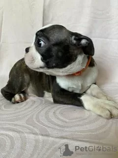 Additional photos: Boston Terrier, filhotes premium