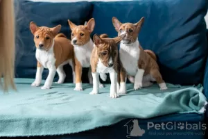 Additional photos: Basenji puppies for sale