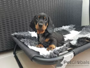 Photo №2 to announcement № 29018 for the sale of dachshund - buy in Slovakia private announcement