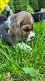 Additional photos: Elite Beagle puppies