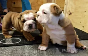 Photo №2 to announcement № 56170 for the sale of english bulldog - buy in Australia private announcement