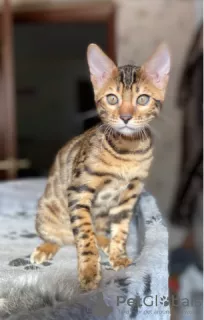 Photo №1. bengal cat - for sale in the city of Vologda | 260$ | Announcement № 7764