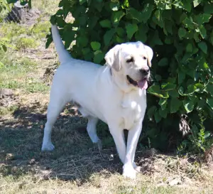 Photo №1. labrador retriever - for sale in the city of Volgodonsk | negotiated | Announcement № 3529