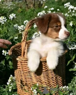 Photo №1. australian shepherd - for sale in the city of Sydney | Is free | Announcement № 123105