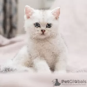 Photo №1. british shorthair - for sale in the city of Kishinev | 572$ | Announcement № 20222