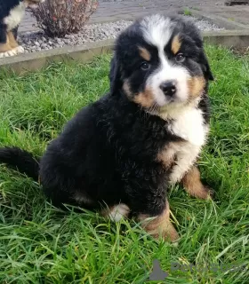 Photo №2 to announcement № 78045 for the sale of bernese mountain dog - buy in Poland 