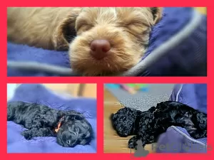 Additional photos: Australian Labradoodle