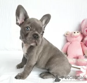 Photo №1. french bulldog - for sale in the city of Perth | Is free | Announcement № 8471