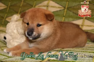 Photo №3. Shiba-inu male. FCI-documents. Ukraine