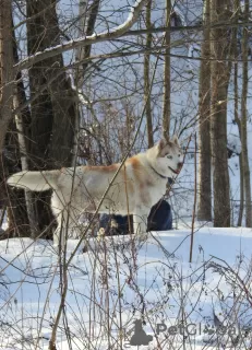 Additional photos: Husky Dymka is looking for a loving family with a male leader!