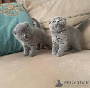 Photo №1. scottish fold - for sale in the city of Дармштадт | negotiated | Announcement № 109461